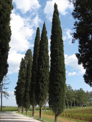 Beautiful Tuscan Countryside