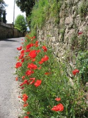 Tuscan Roadside Poppies