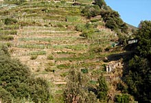 The vineyard terraces